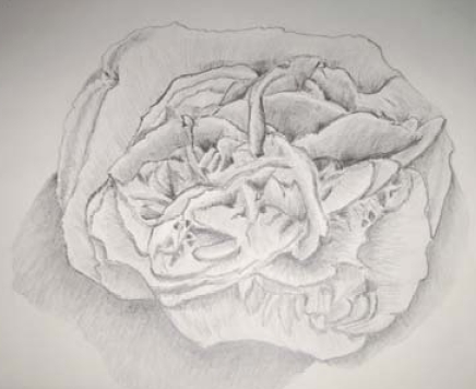 Eine Rose ist eine Rose ist eine Rose Gezeichnete Rosenblüte, teilweise undefinierte Bereiche